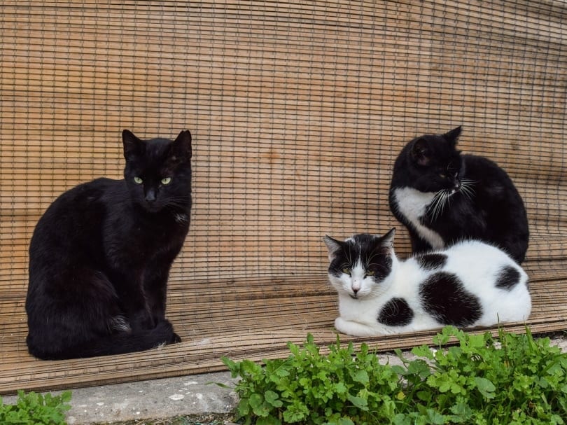 Feral cats in front of a mat curtain