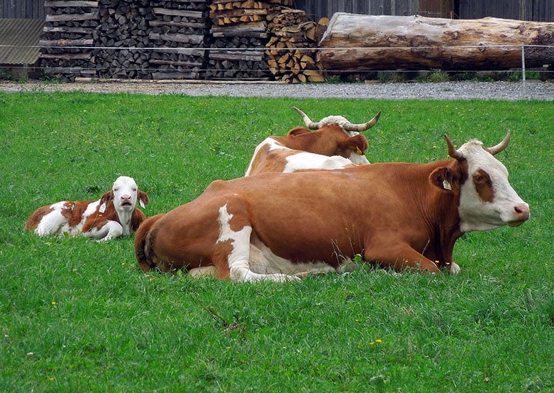 Fleckvieh cattle breed