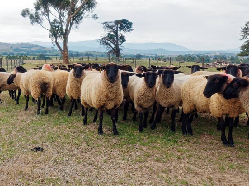 Flock of Dorper Blackhead Sheep looking