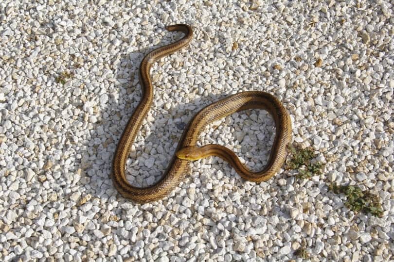 Florida brown snake on the ground