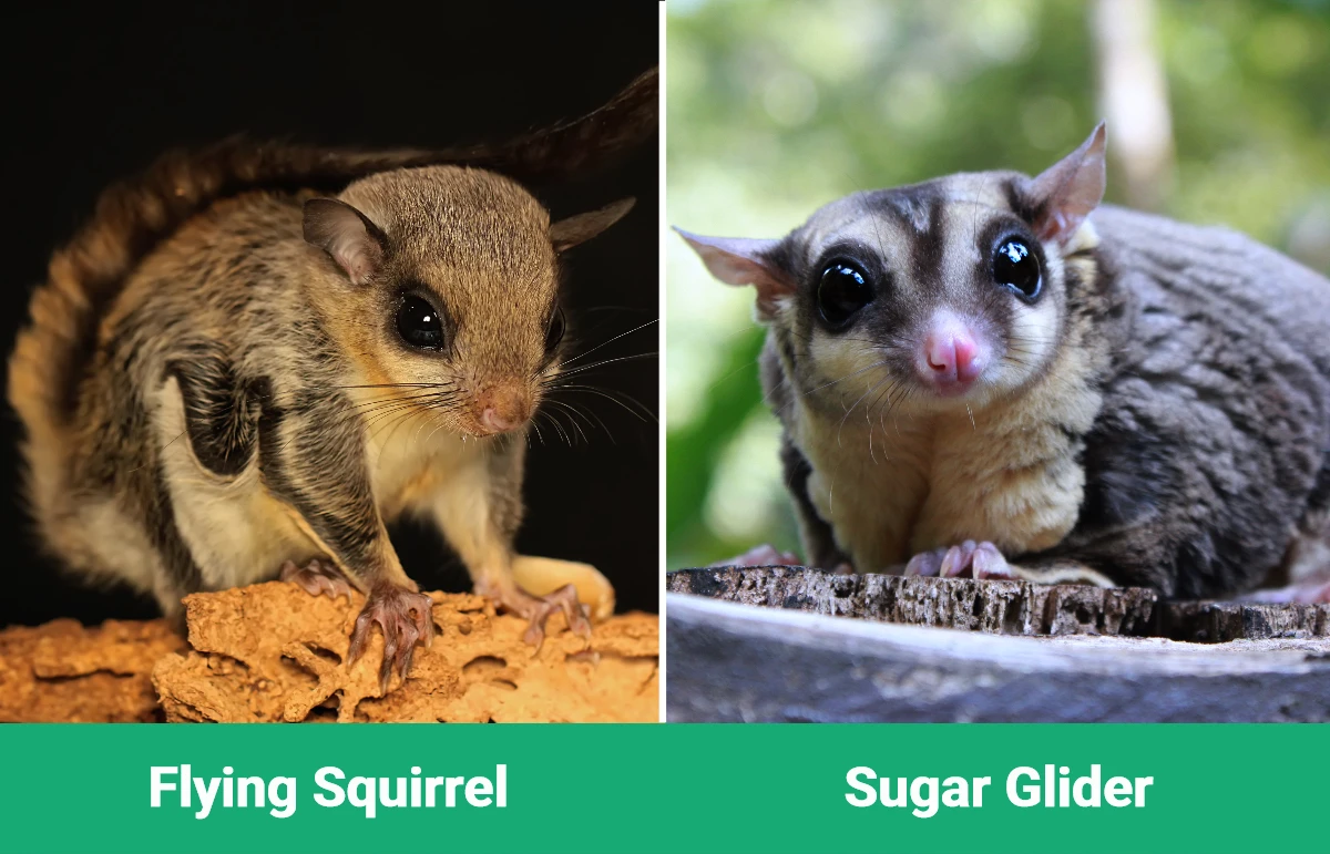 Flying Squirrel vs Sugar Glider - Visual Differences