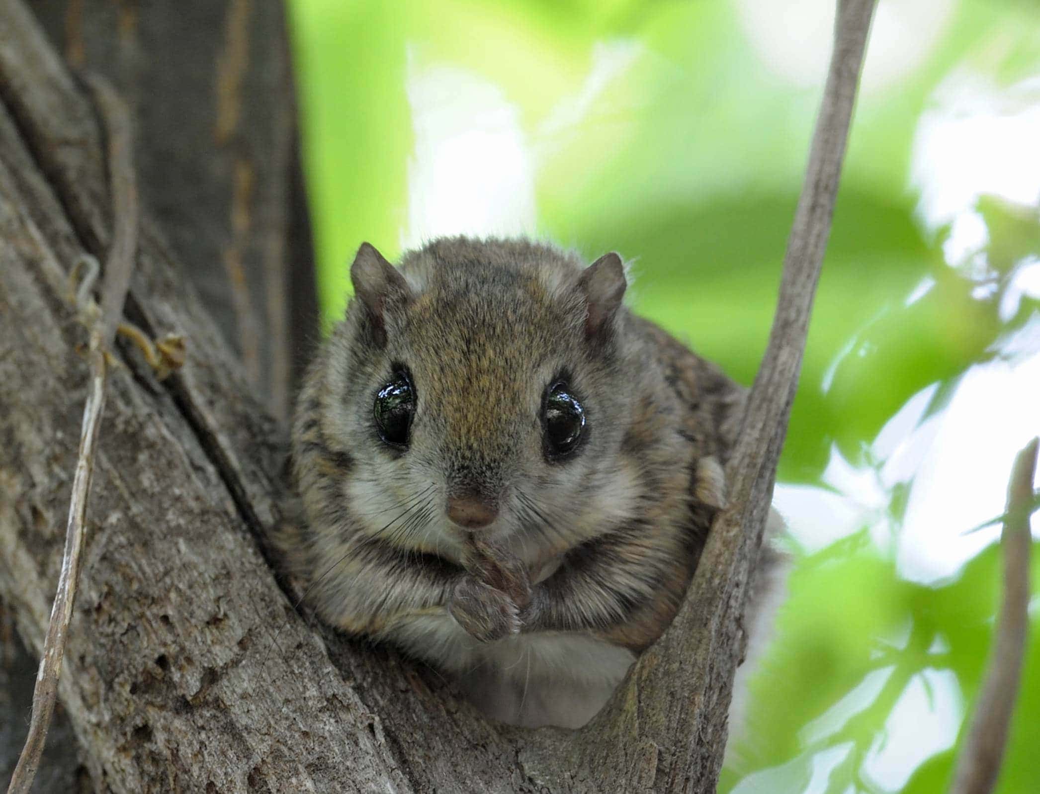 Flying Squirrels close up_Kuysang cho_Shutterstock