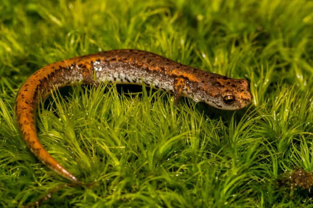 Four-Toed Salamander close up side view_Jay Ondreicka_shutterstock