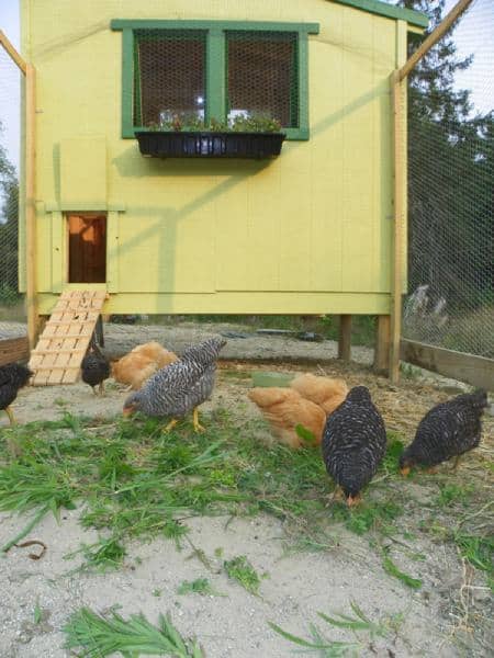 Free Downeast Thunder Farm Chicken Coop Plans