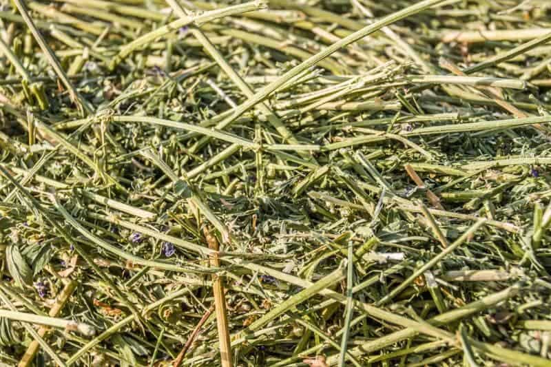 Fresh alfalfa hay as background