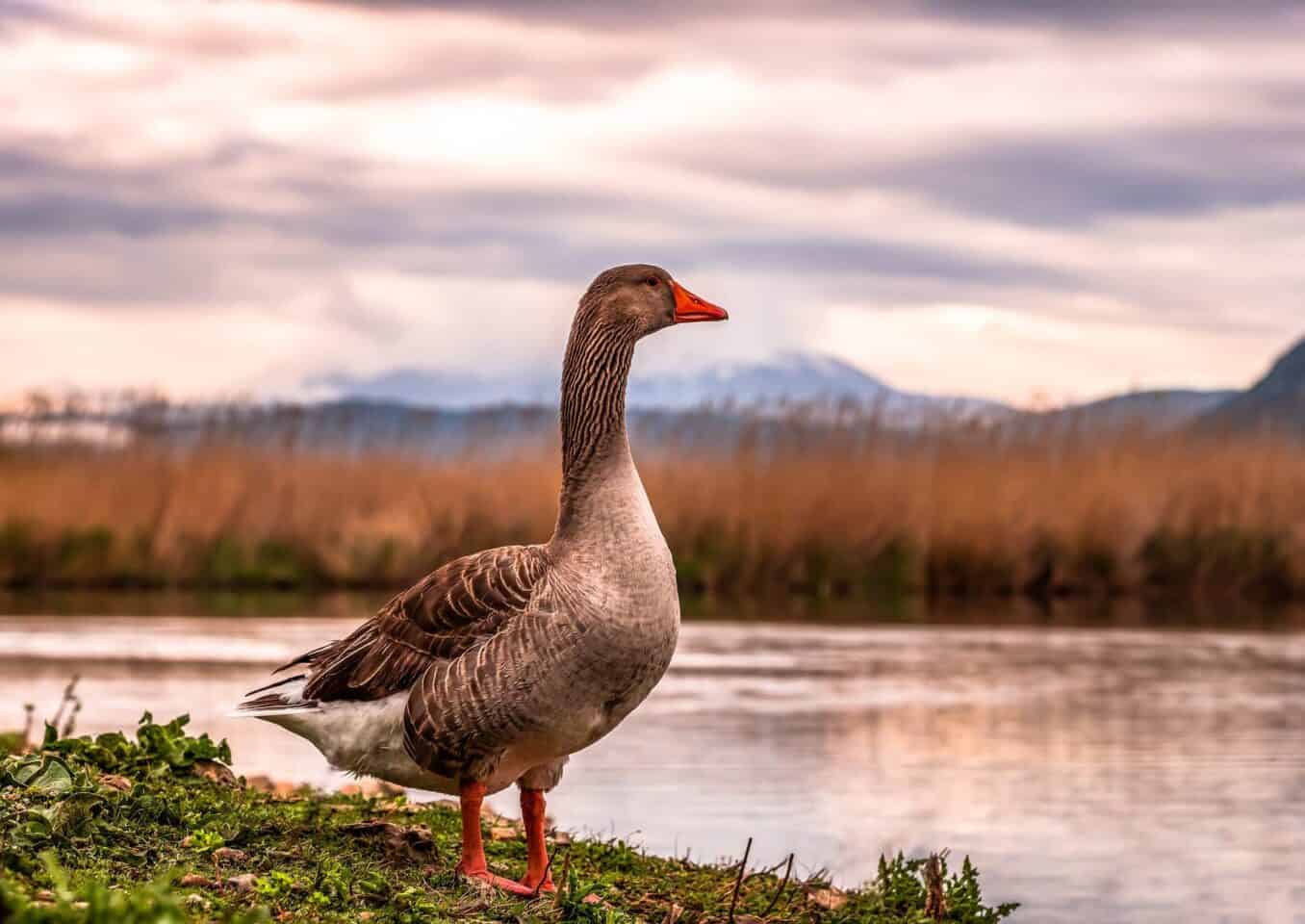 Geese beside the ocean_Pixabay