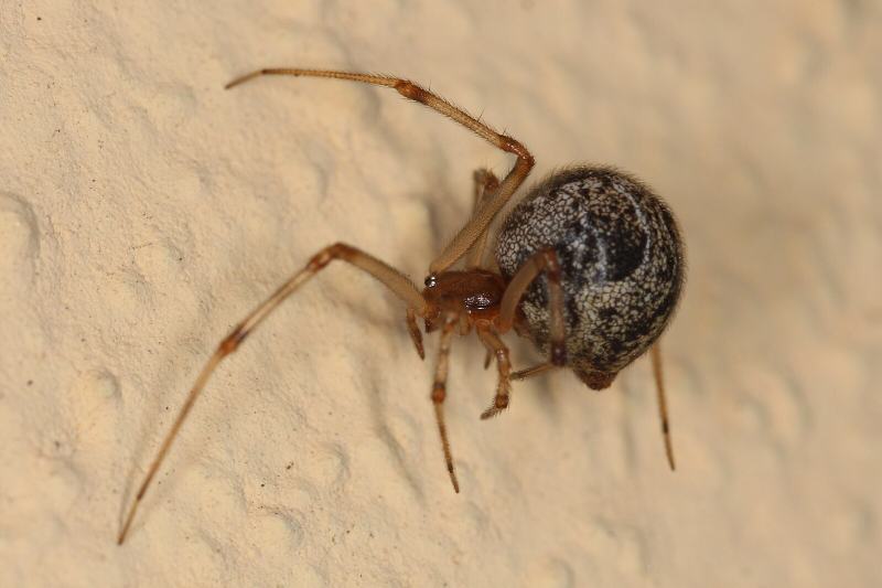 American house spider (Gewächshausspinne Parasteatoda tepidariorum)