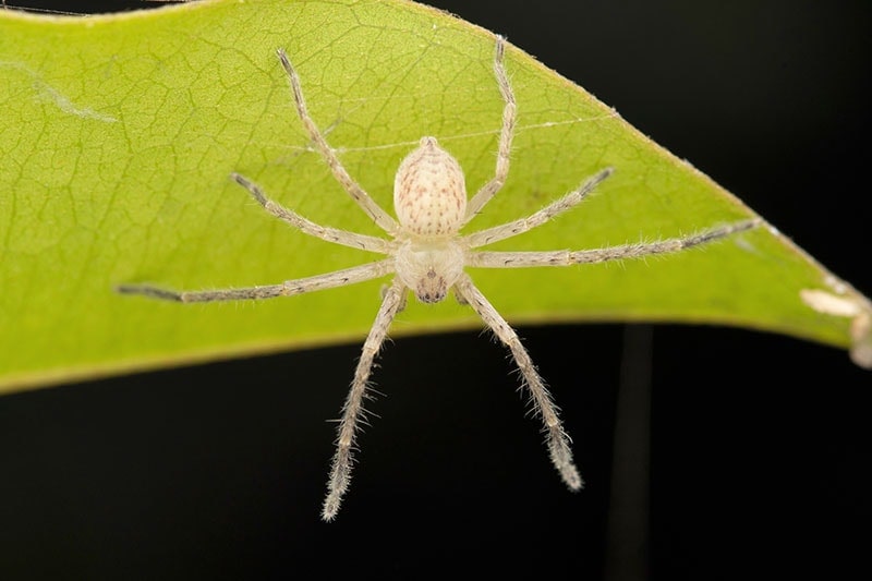 long bodied cellar spiders