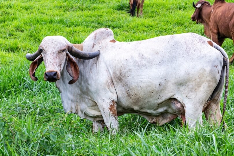 Girolando cow grazing