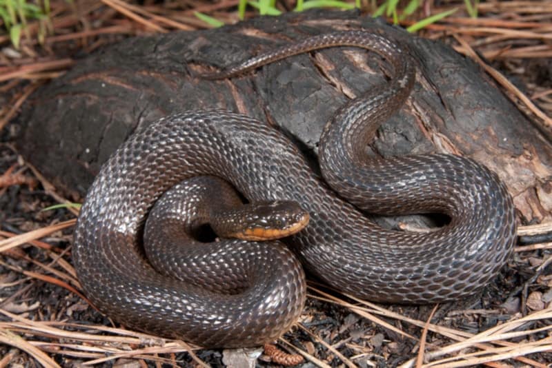 Glossy swamp snake on the dirt