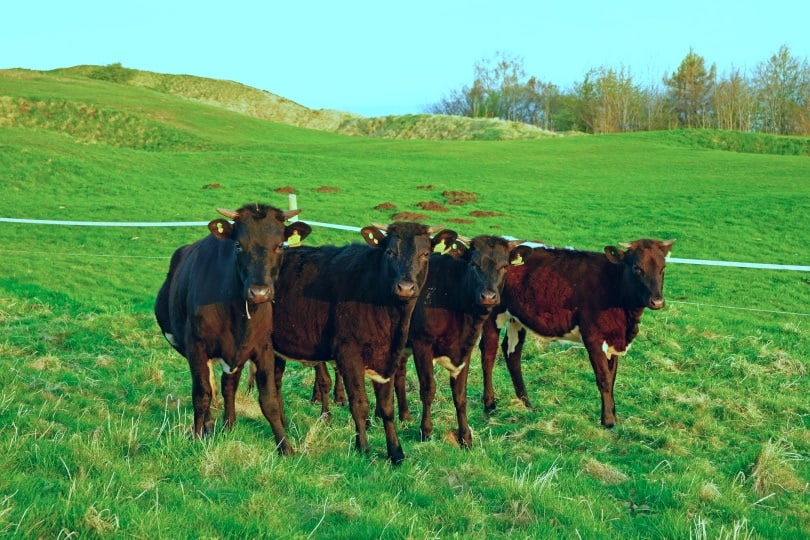 Gloucester cattle breed on grass