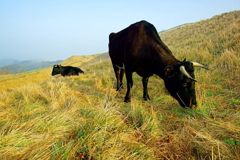Gloucester cattle grazing