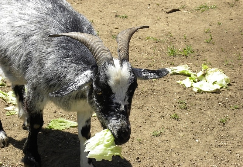 Goat eating veggies