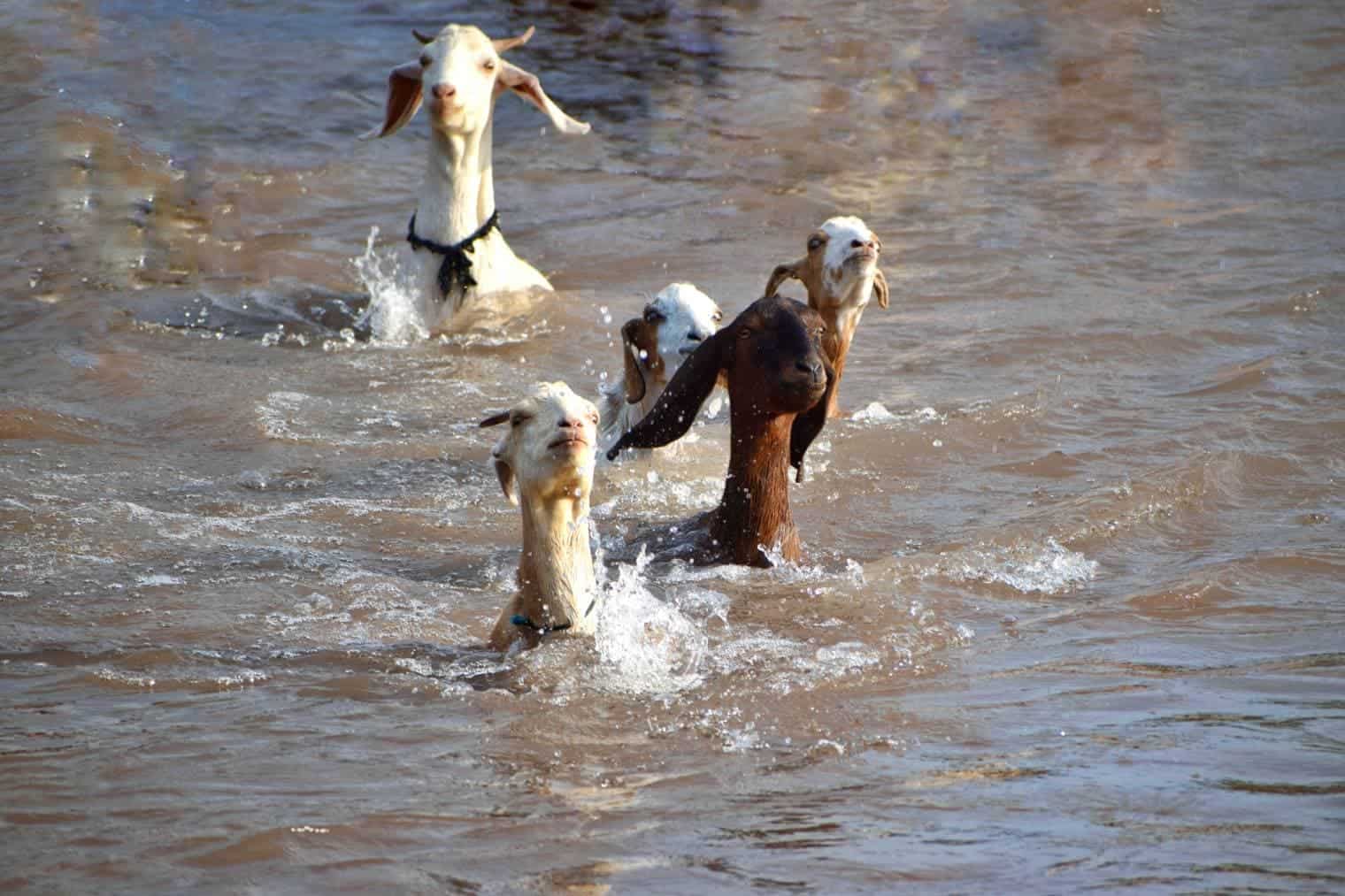 Goats Swimmin in muddy water