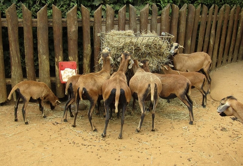 Goats eating