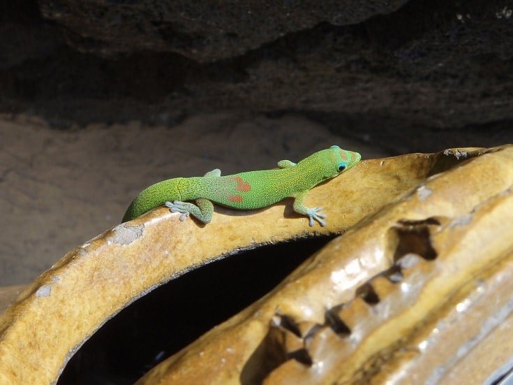 Gold-Dust Day Gecko