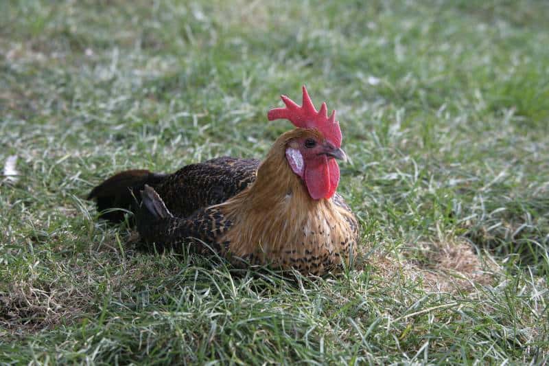 Gold campine chicken