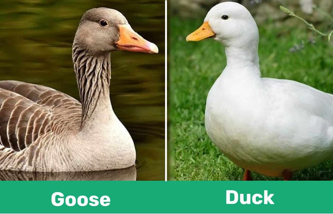 Goose-vs.-Duck
