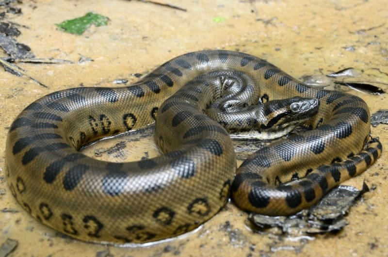 Green Anaconda snake in sand and water