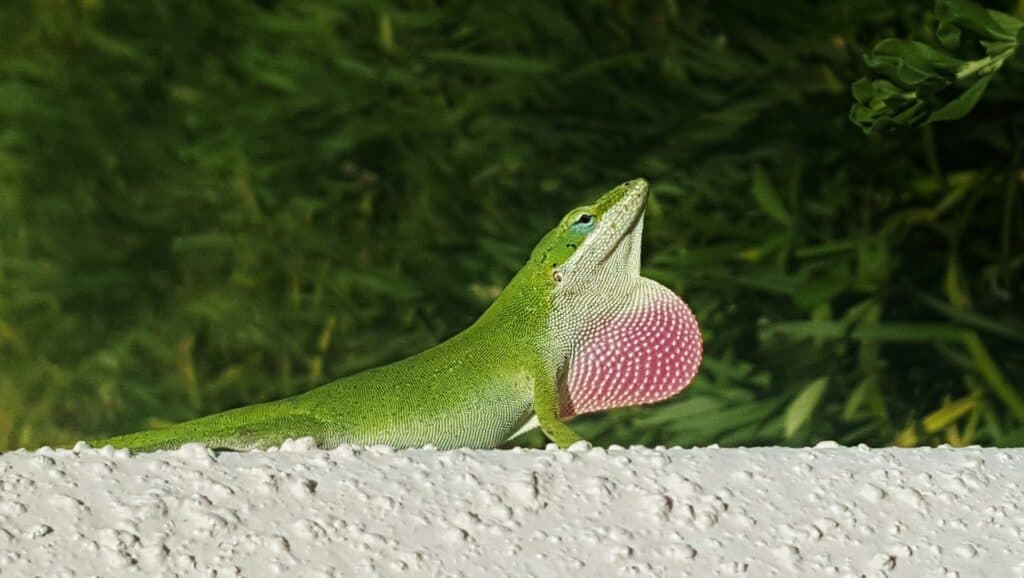 Green Anoles side view_Pixabay copy