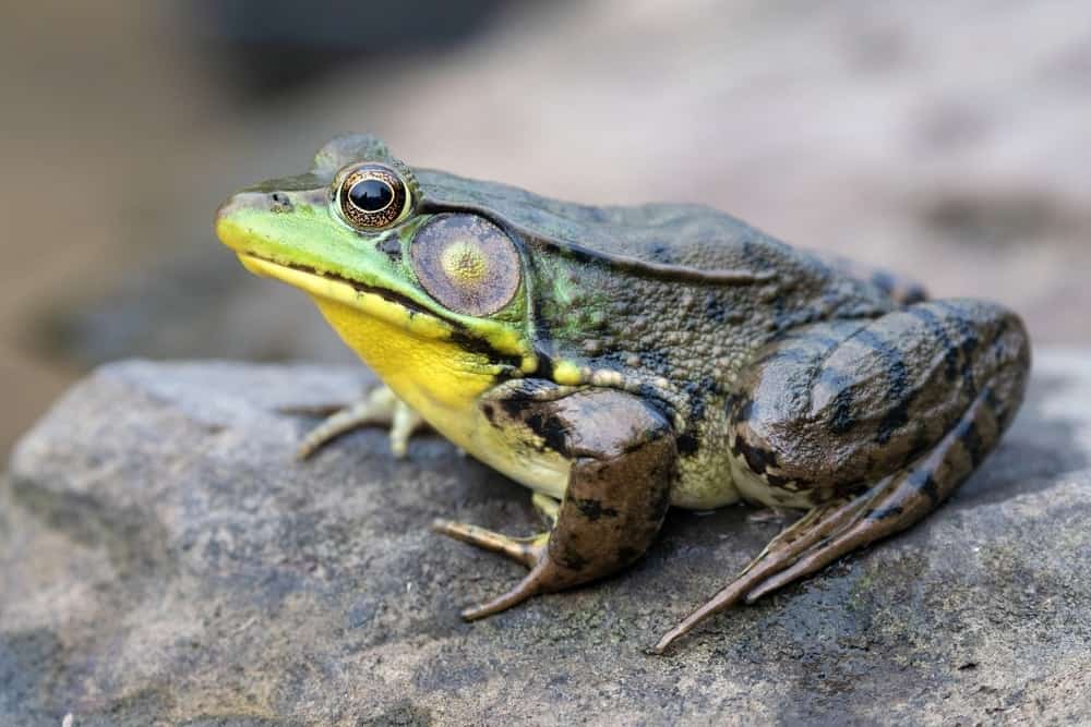 Green Frog Lithobates clamitans