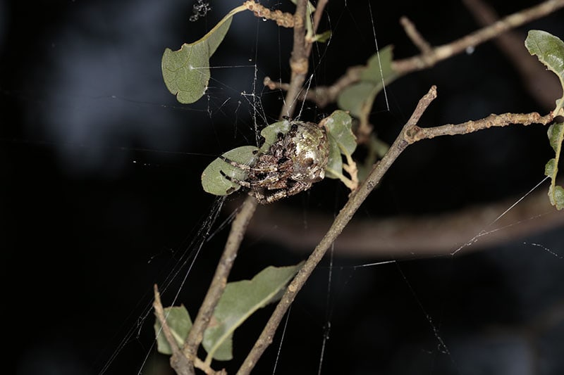Large spider on tree branch, Giant Lichen Orb Weaver, select focus, isolated close up.