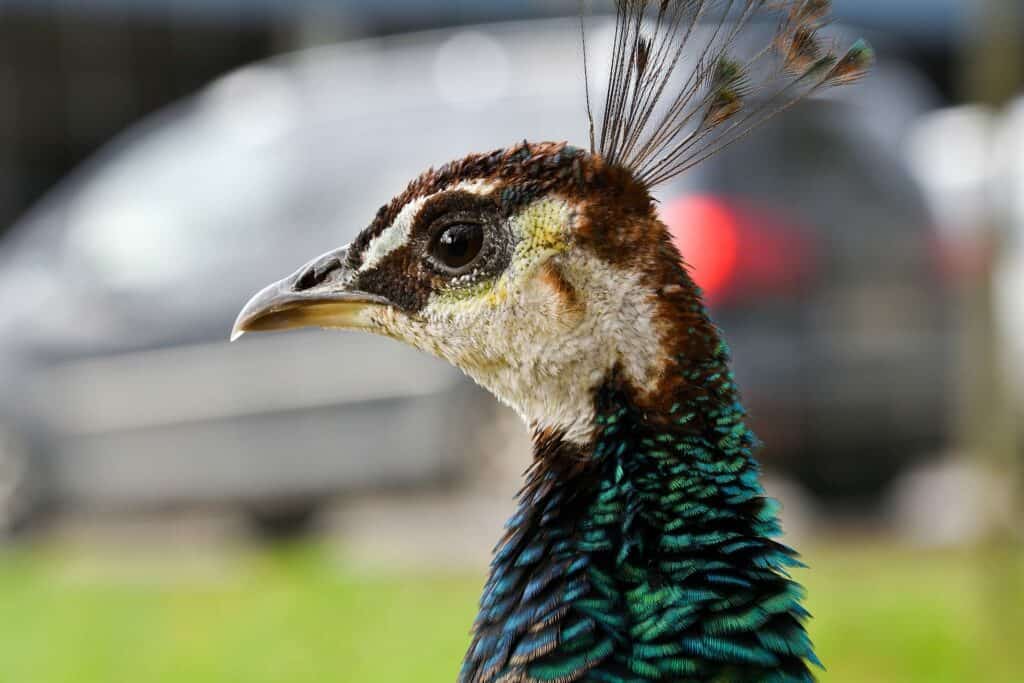 Green Peafowl side view closeup