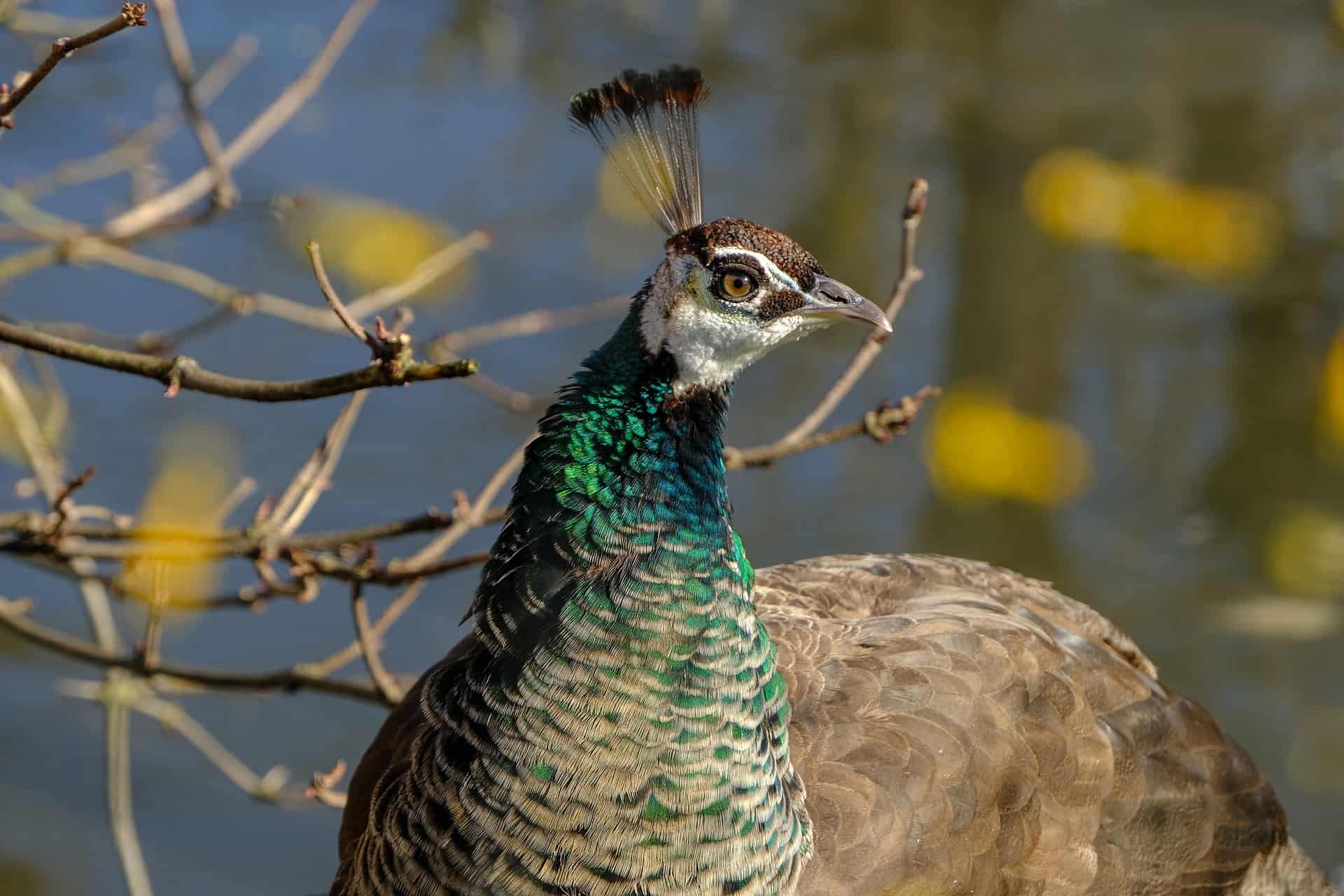 Green Peafowl side view