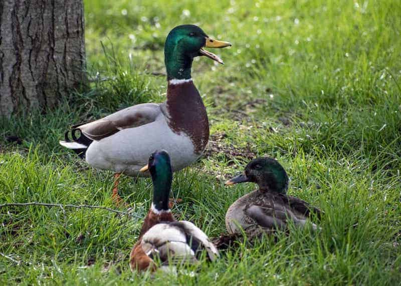 Grey Rouen ducks in grass