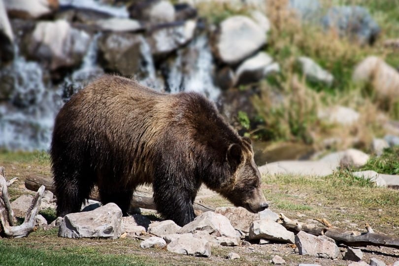 Grizzly bear sniffing around debris