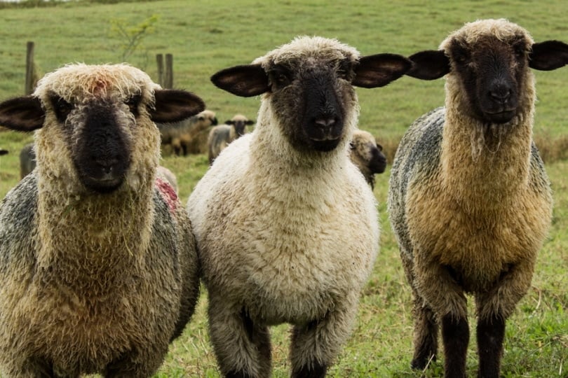 Hampshire Sheep grazing