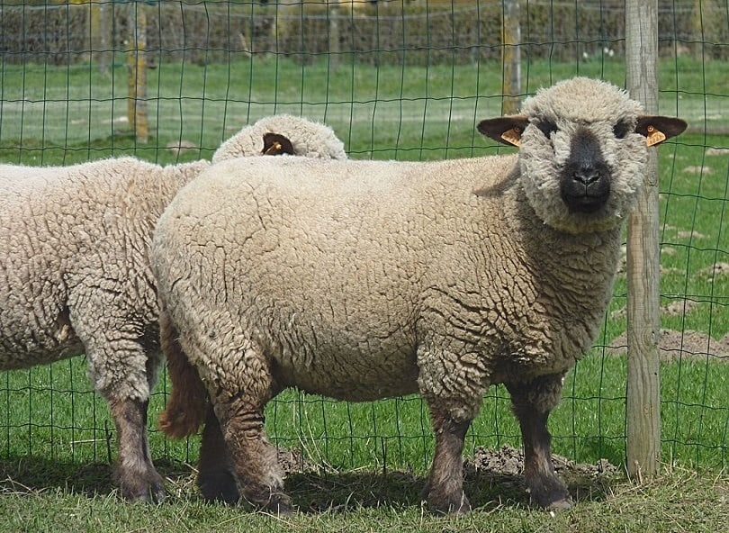 Hampshire_Down_sheep_Commons wikimedia