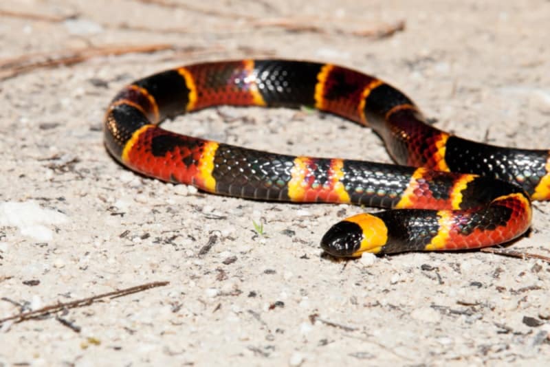 Harlequin Coral Snake on the ground