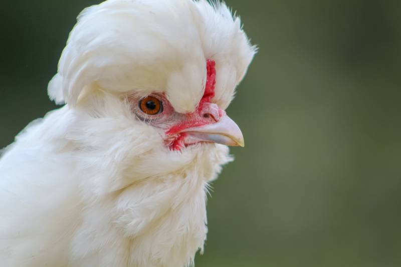 Head shot of a Sultan Bantam chicken