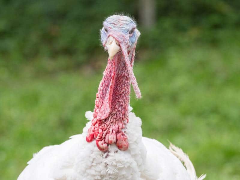 Head shot of a domesticated white broad breasted turkey looking at camera