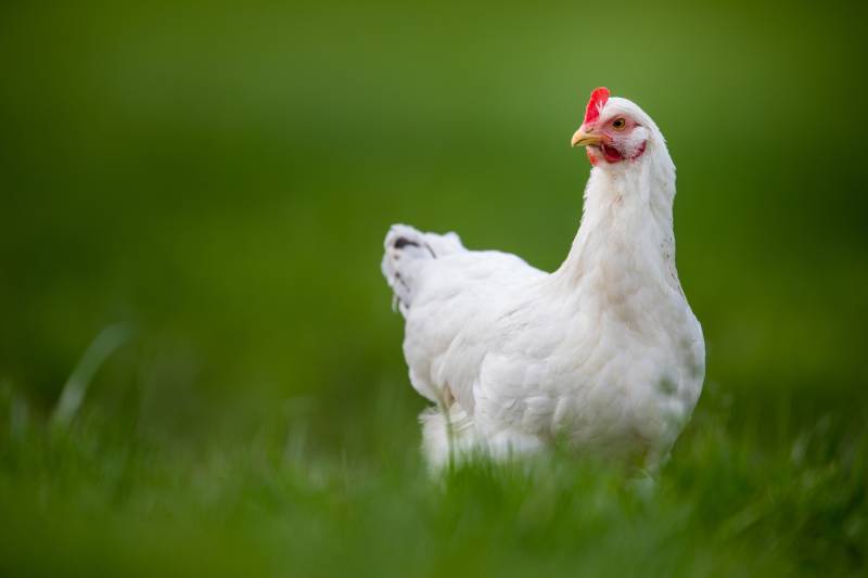 Hen in a farmyard