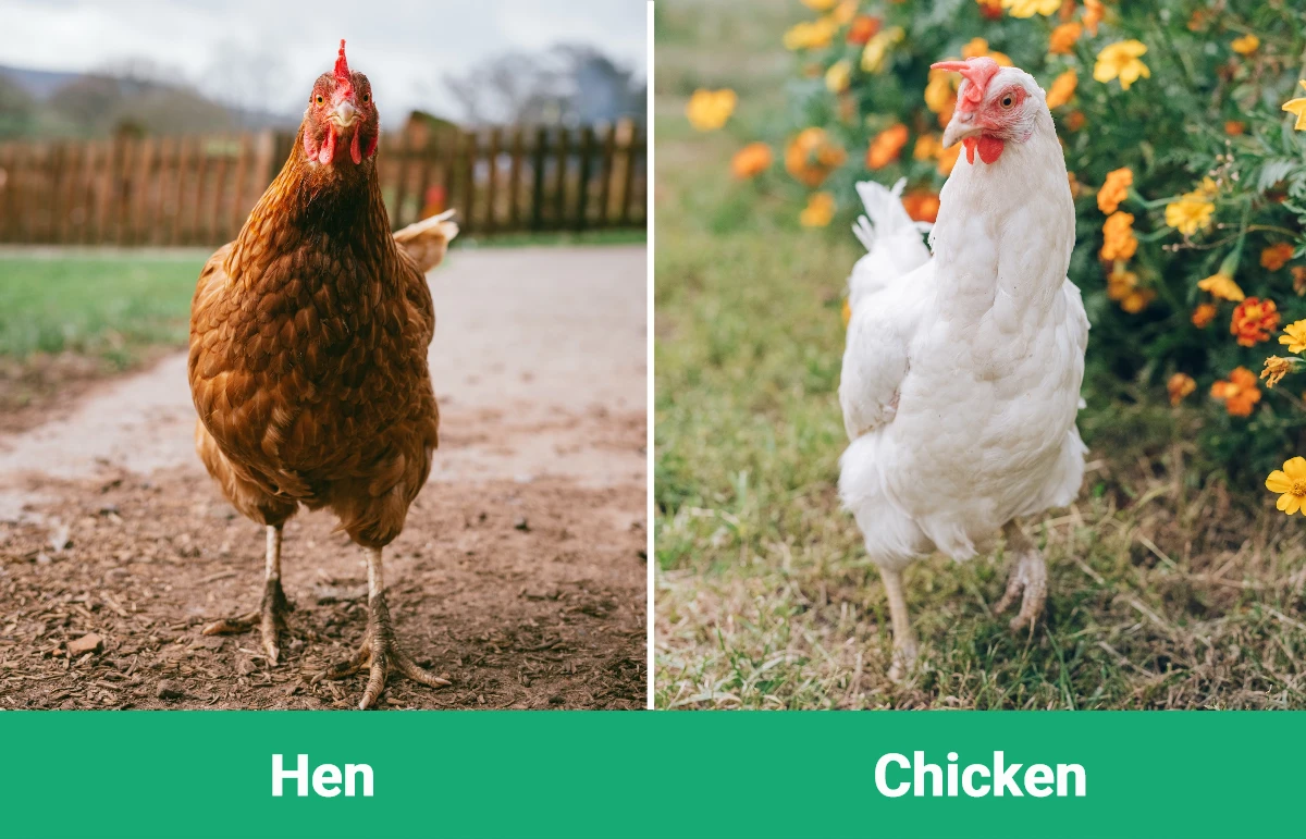 Hen vs Chicken - Visual Differences