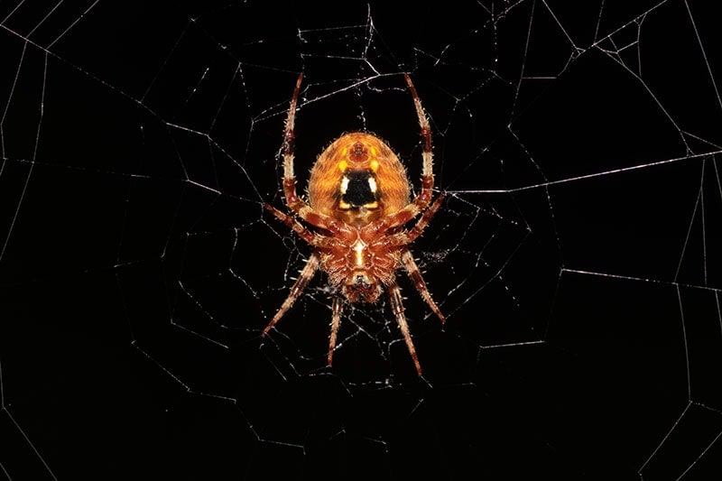 a Hentz Orb-weaver at night clinging to its web