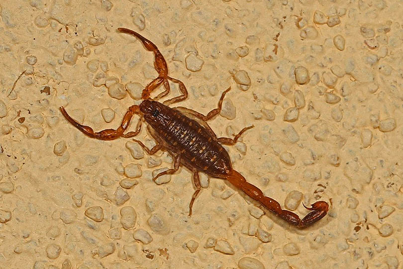 Hentz Striped Scorpion - Centruroides hentzi, Archbold Biological Station, Venus, Florida