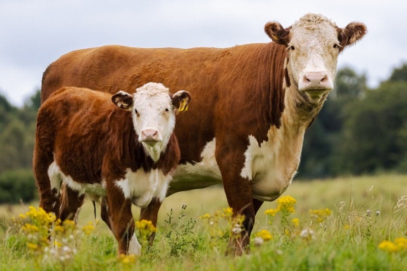 Hereford Cattle in the field