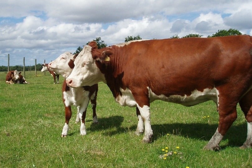Hereford Cattle in the fields