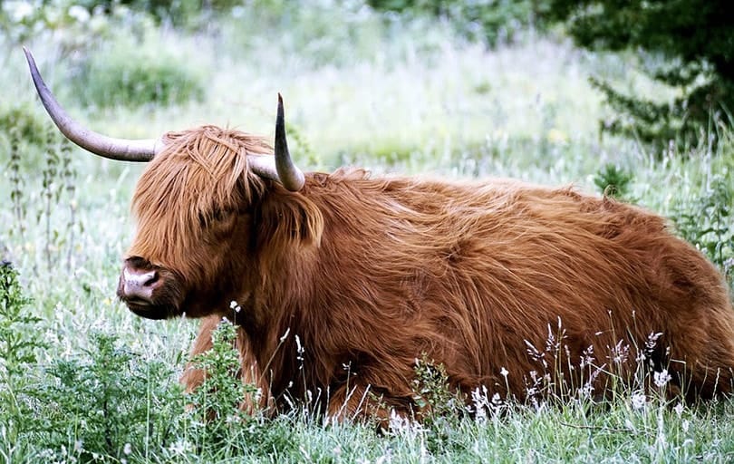 Highland Cattle Breed: Facts, Uses, Origins & Characteristics (with ...