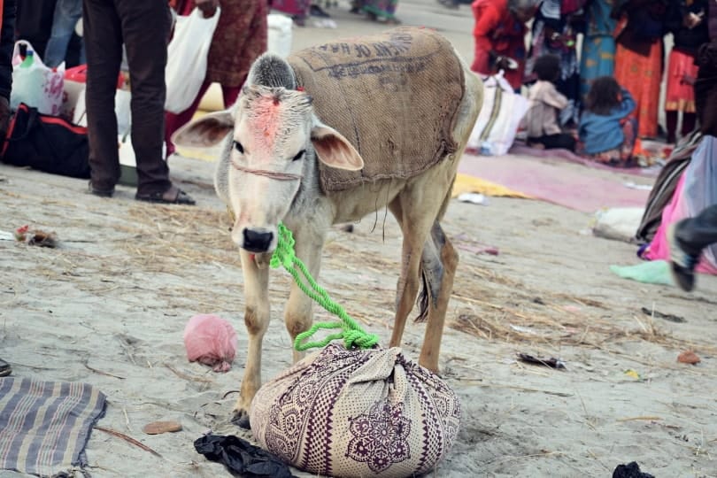 Hinduism belief in sacred cow