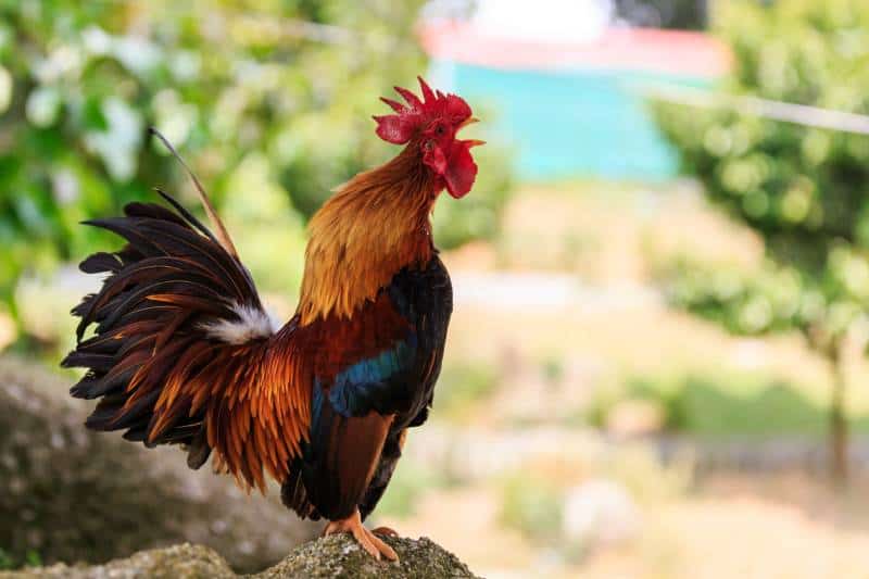 Horizontal photo of a male Colorful Rooster crowing