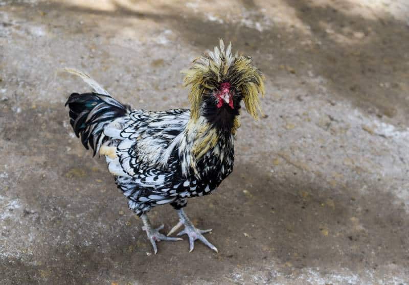 Houdan chicken with funny comb