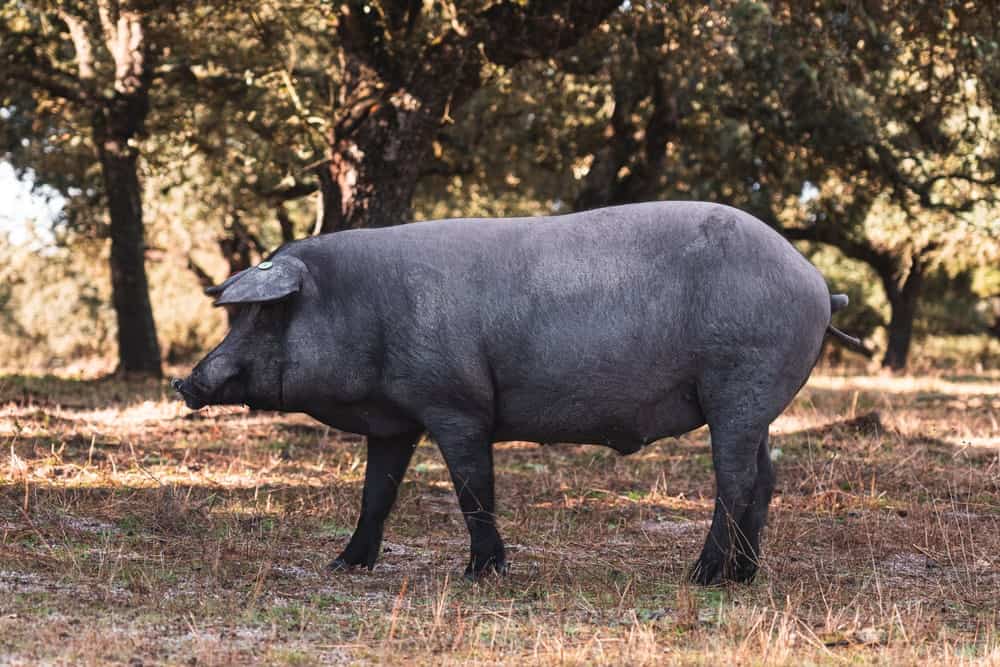 Iberian Pig