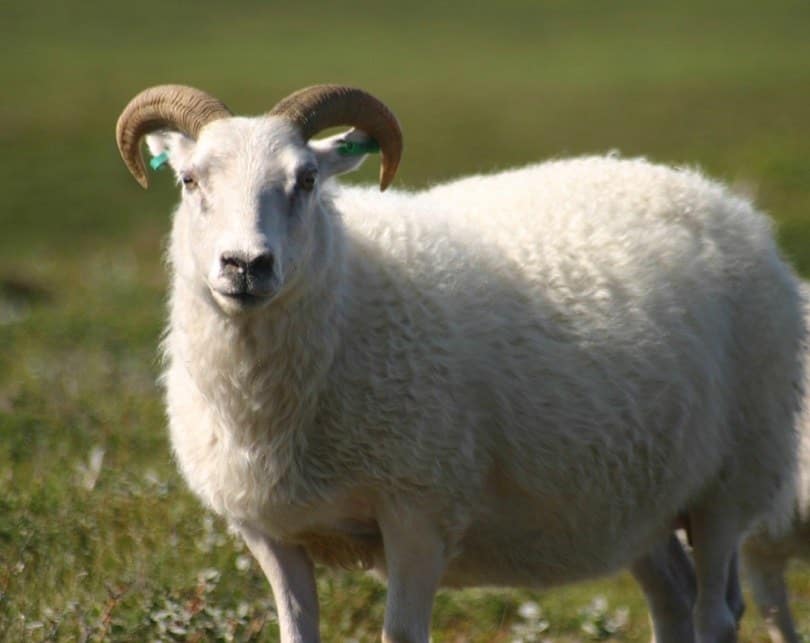Icelandic_sheep_Commons wikimedia