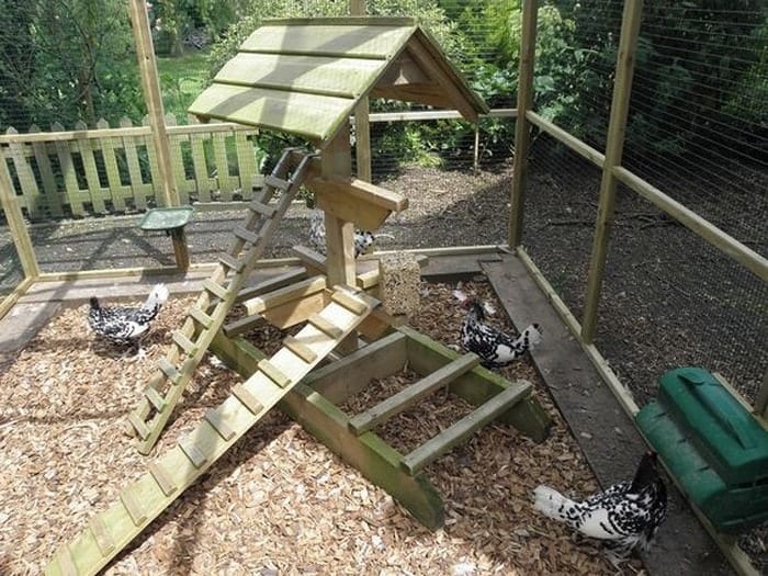 Important jungle gym in your backyard for your chicken to keep them healthy