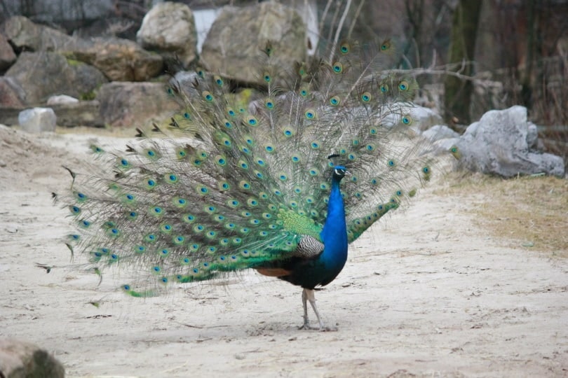 Indian Peafowl peacock