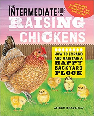 Intermediate Guide to Raising Chickens